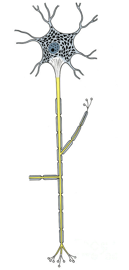 Illustration Of Motor Neuron Photograph by Science Source