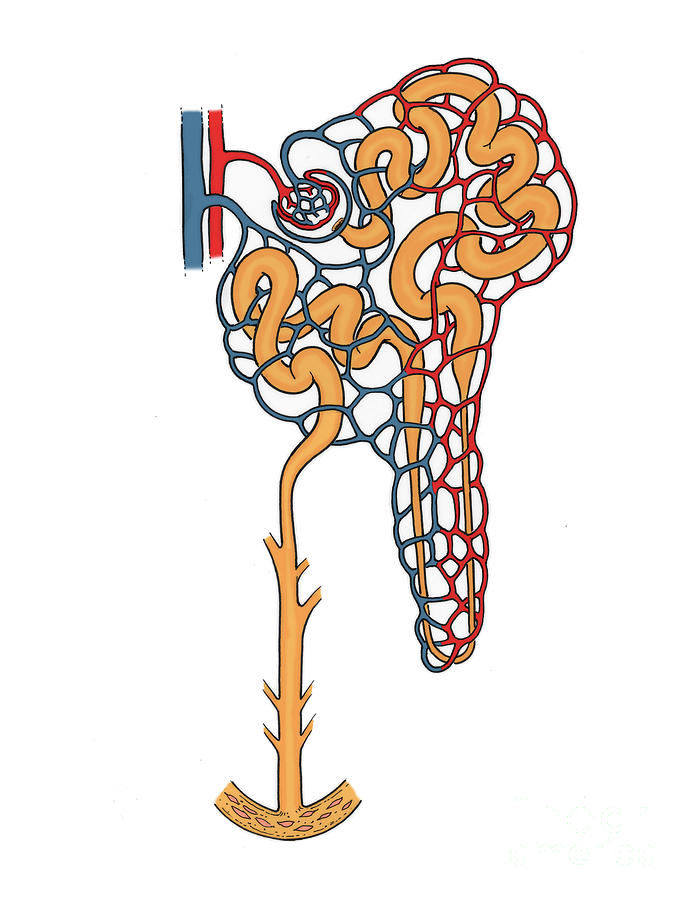 Illustration Of Nephron #3 Photograph by Science Source