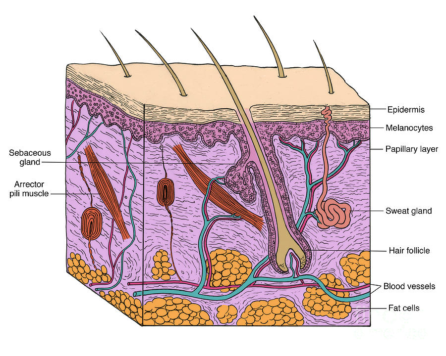 Illustration Of Skin Section #3 Photograph by Science Source