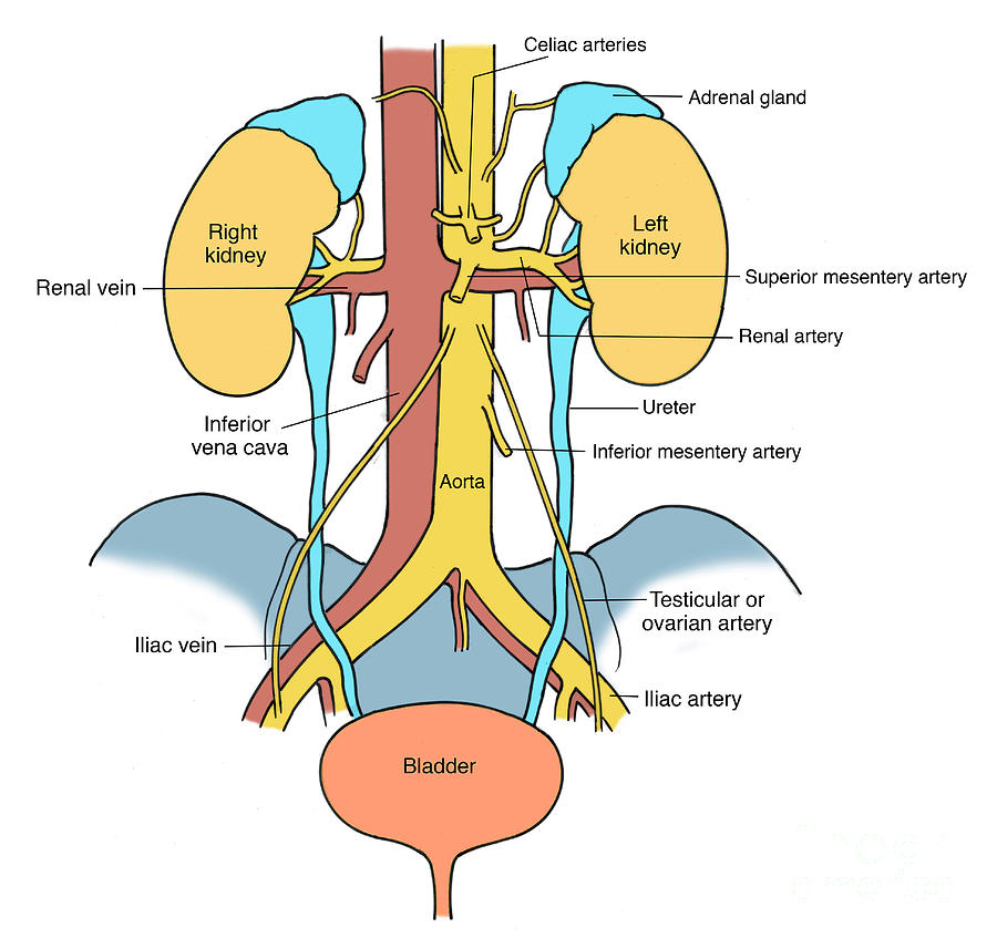 Illustration Of Urinary System #3 Photograph by Science Source
