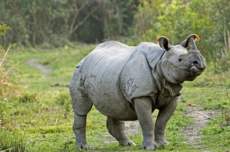 Indian Rhinoceros Photograph by Tony Camacho | Fine Art America