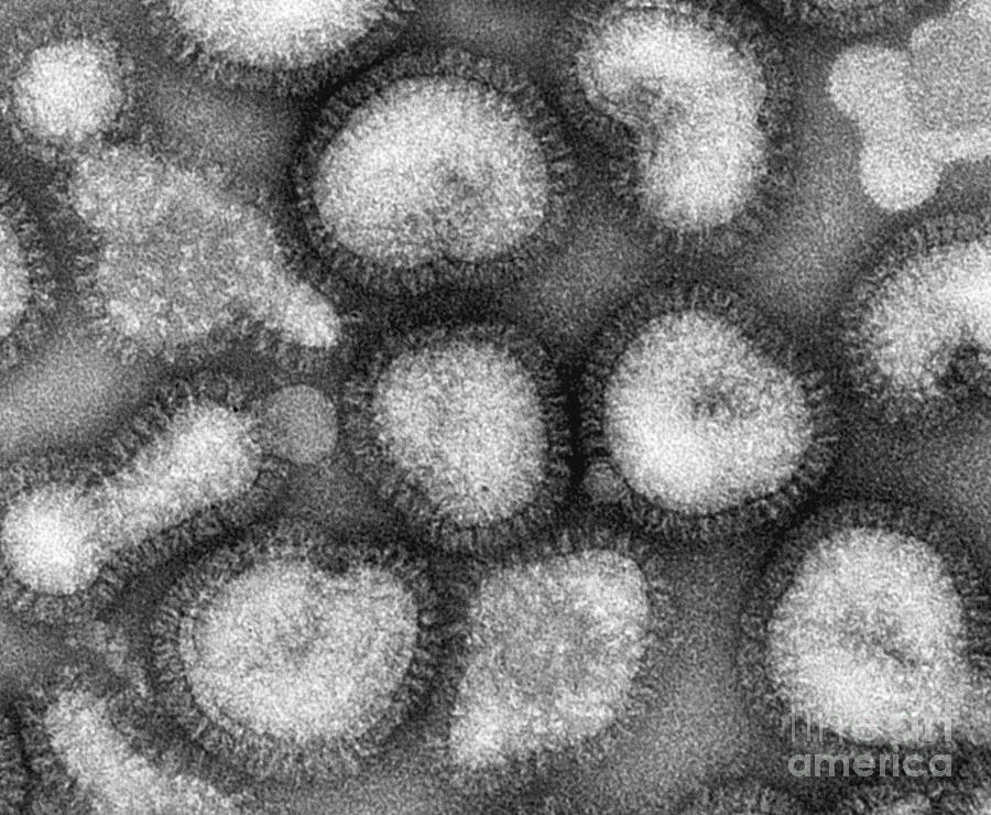 Influenza Virus #3 Photograph by Omikron