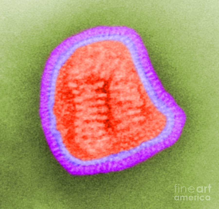 Influenza Virus Tem #3 Photograph by Science Source