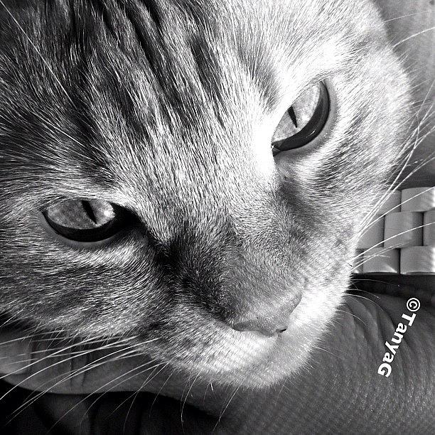 Cat Photograph - #insta #instahub #instagramhub #3 by Tetyana Gobenko
