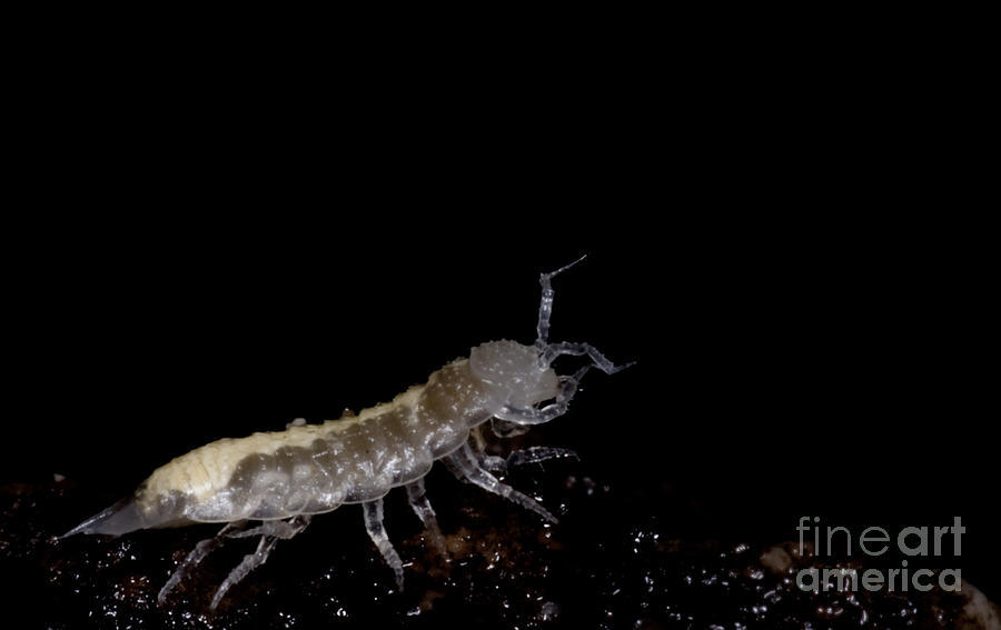 Animal Photograph - Isopod #3 by Dante Fenolio