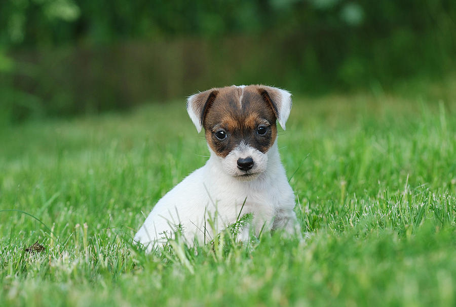 Jack Russell Terrier puppy Photograph by Waldek Dabrowski