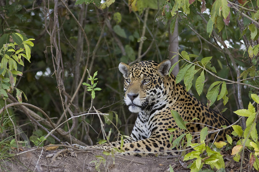 Jaguar Cuiaba River Brazil #3 Photograph by Suzi Eszterhas
