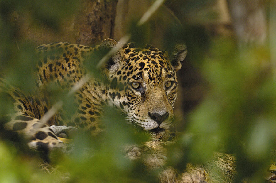 Jaguar Panthera Onca Male, Cuiaba #3 Photograph by Pete Oxford