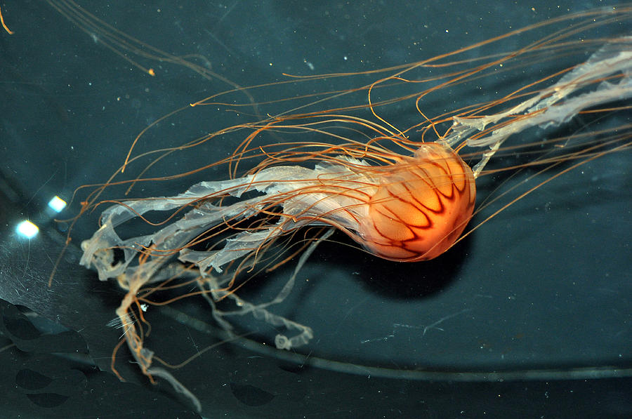 Jellyfish #3 Photograph by Allan Rothman