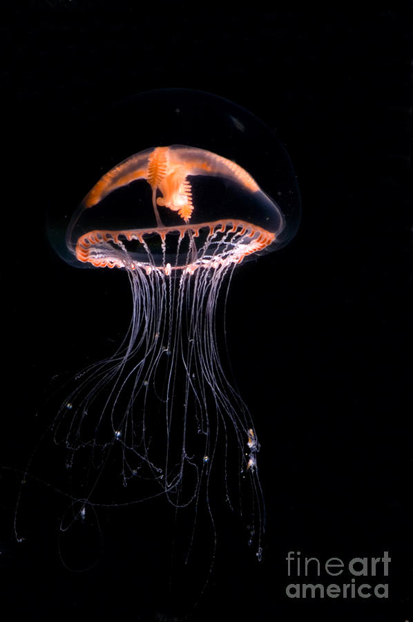 Jellyfish #3 Photograph by Dante Fenolio