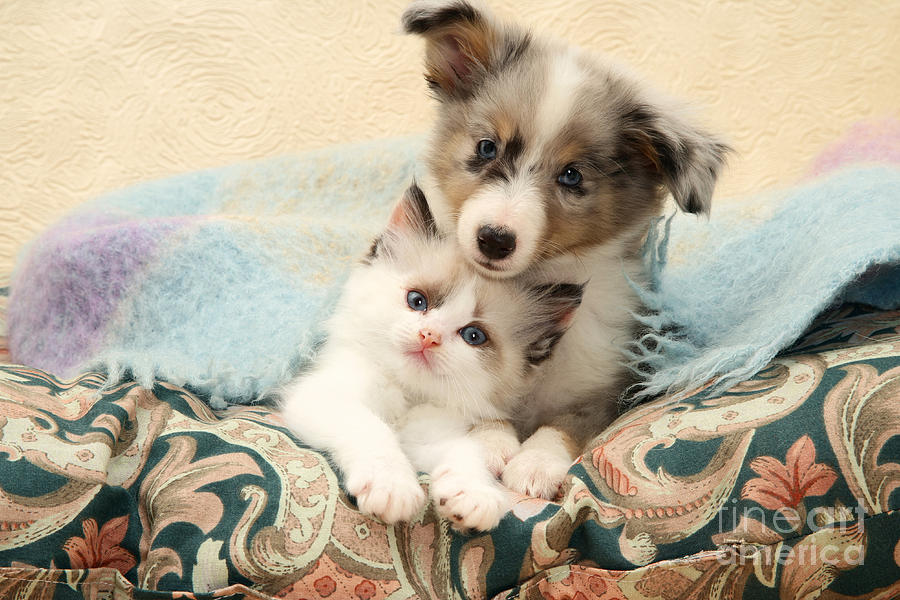 Kitten And Pup #3 Photograph by Jane Burton