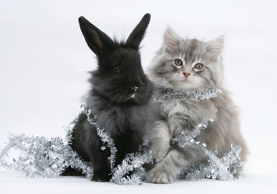 Kitten And Rabbit Getting Into Tinsel #3 Photograph by Mark Taylor