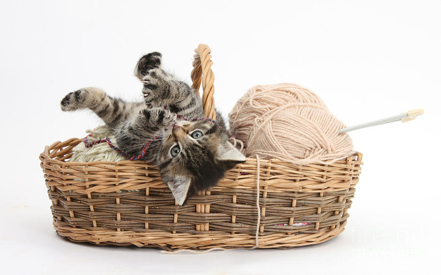 Kitten With Yarn #3 Photograph by Mark Taylor
