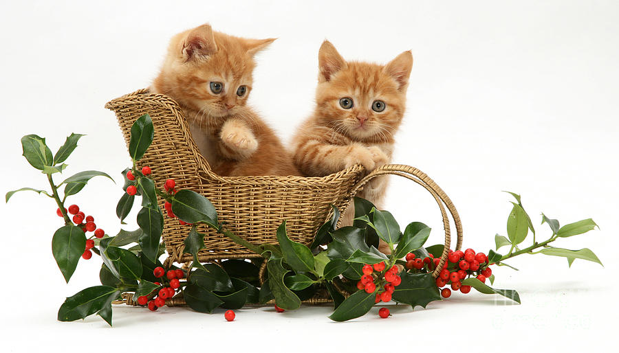 Kittens With A Sledge #3 Photograph by Jane Burton