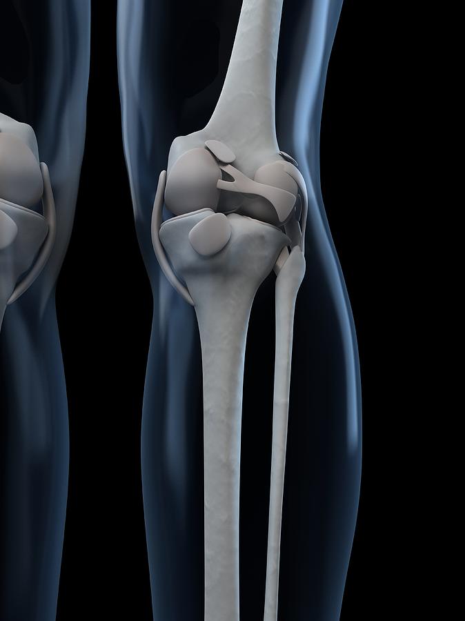 Knee Anatomy, Artwork #3 Digital Art by Sciepro