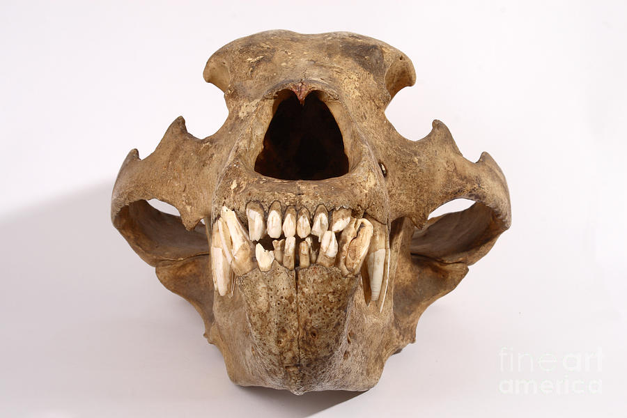 Kodiak Bear Skull #3 Photograph by Ted Kinsman