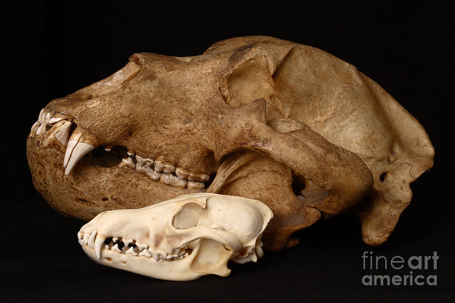 Kodiak Bear Skull With Coyote Skull #3 Photograph by Ted Kinsman