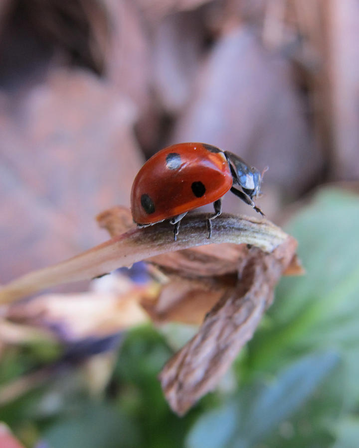 Ladybug #3 Photograph by Michele Caporaso