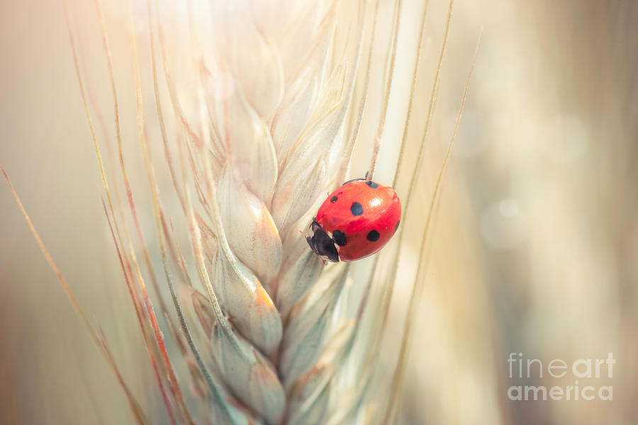 Cereal Photograph - Ladybug on a spike #3 by Sabino Parente