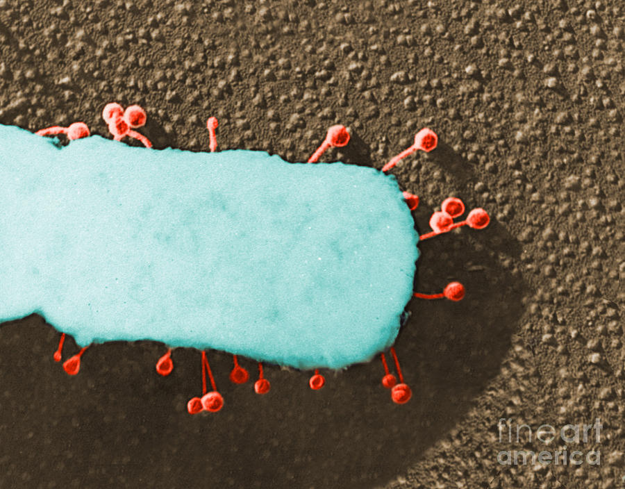 Lambda Phage On E. Coli #3 Photograph by Science Source