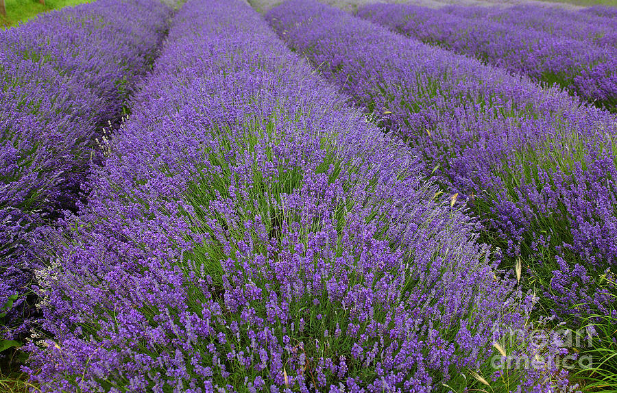 Lavenders #3 Photograph by Milena Boeva