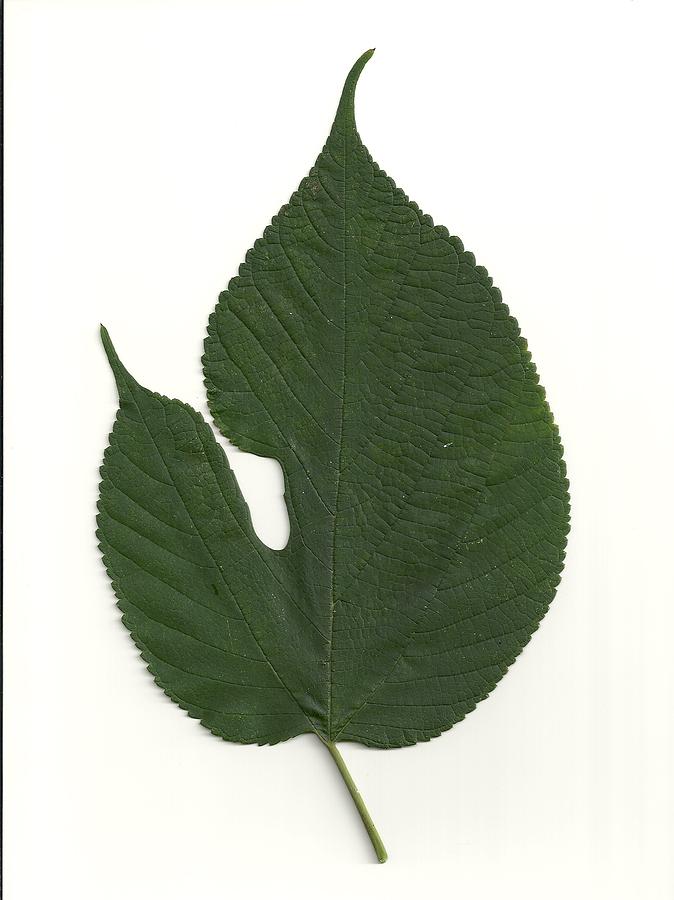 Leaf of Red Mulberry Photograph by Mary Ann Southern | Fine Art America
