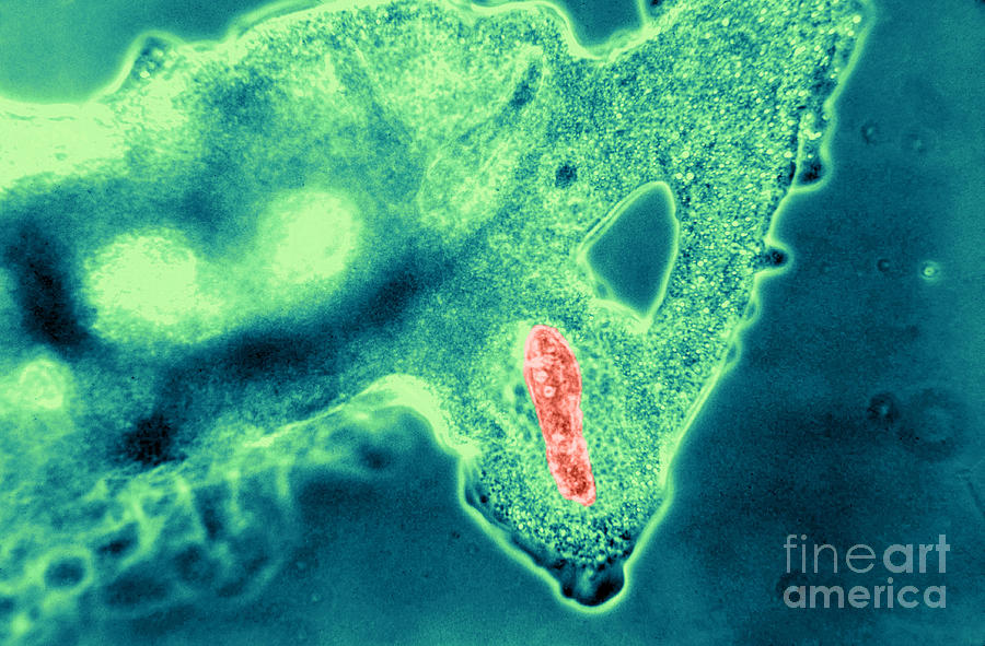 Light Micrograph Of Amoeba Catching #3 Photograph by Eric V. Grave