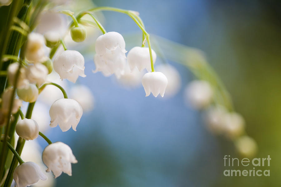 Lily of the valley #3 Photograph by Kati Finell