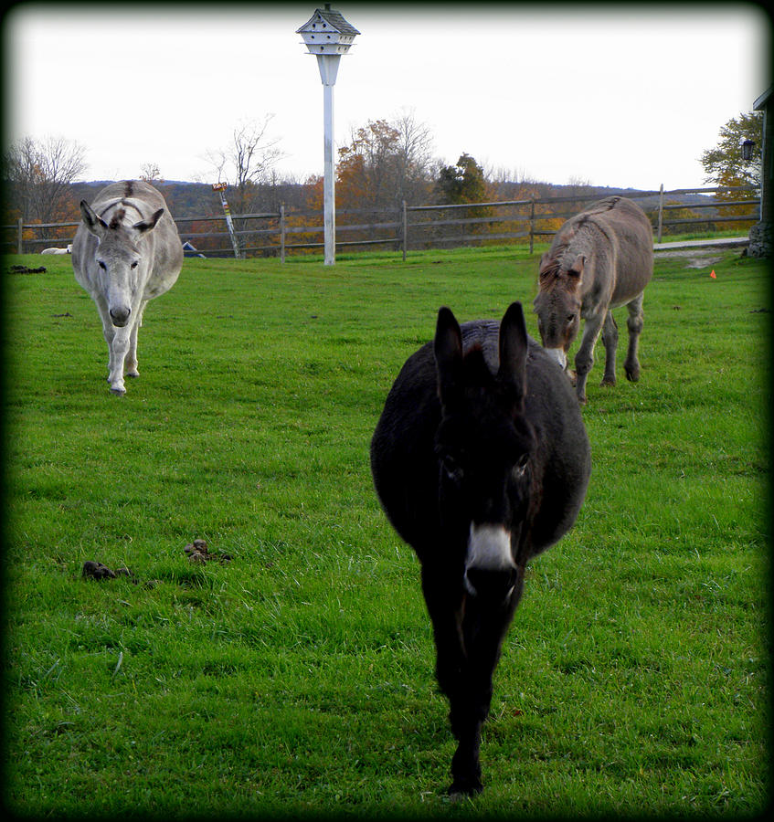 3 Little Donkeys  Photograph by Kim Galluzzo Wozniak