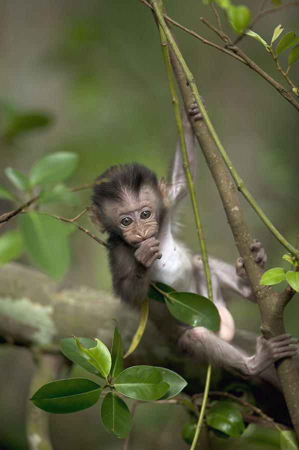 Long-tailed Macaque Macaca Fascicularis #3 Photograph by Cyril Ruoso