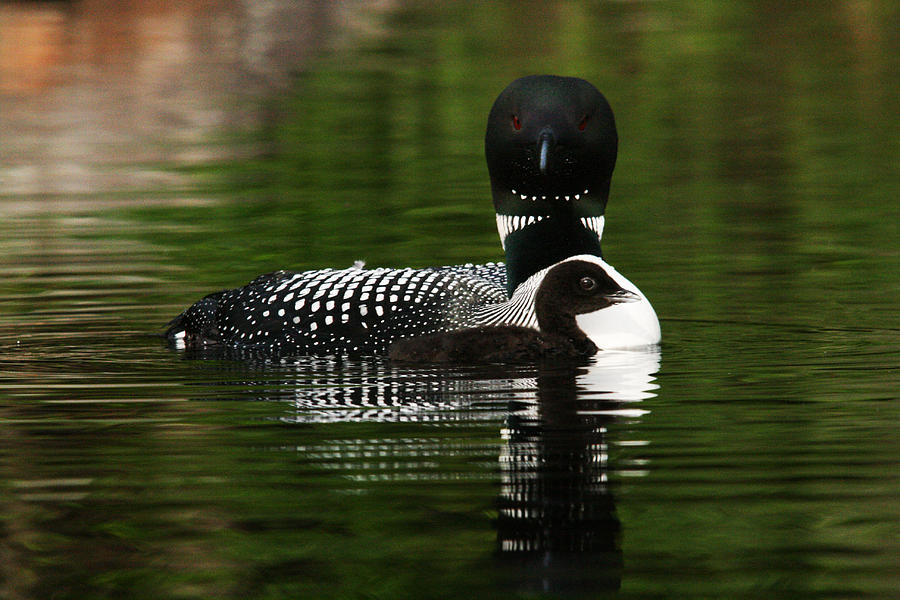 Loon and New Born Chick #3 Photograph by Benjamin Dahl