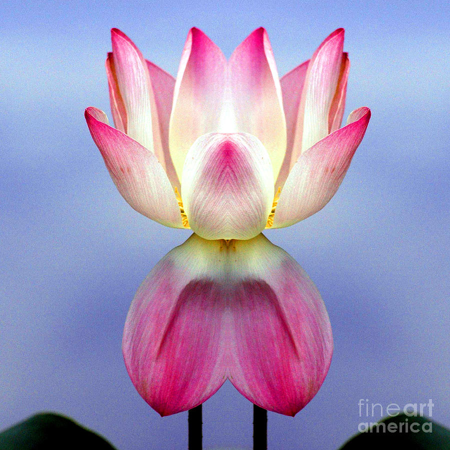 Lotus #3 Photograph by Mark Gilman
