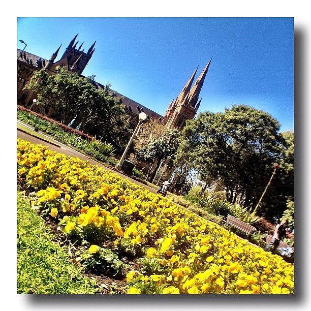 Spring Photograph - Love My City - Sydney #lovemycity #3 by Gary David