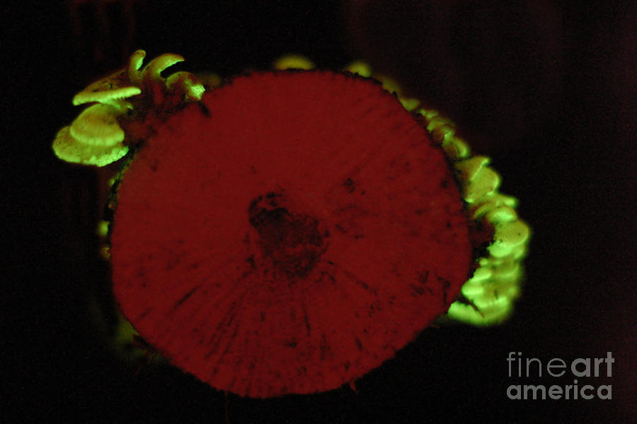 Mushroom Photograph - Luminescent Mushroom Panellus Stipticus #3 by Ted Kinsman
