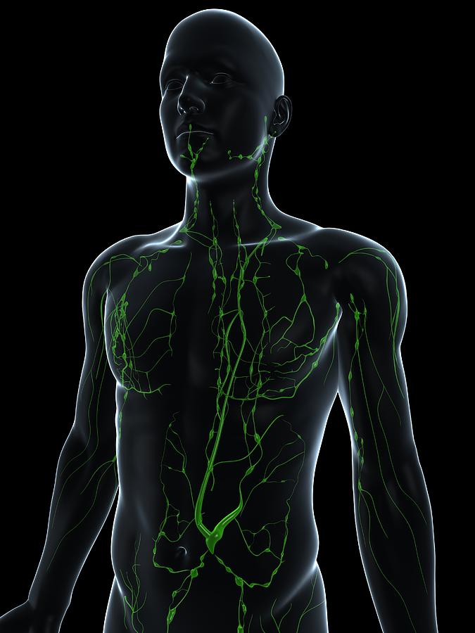 Lymphatic System, Artwork Photograph by Sciepro | Fine Art America