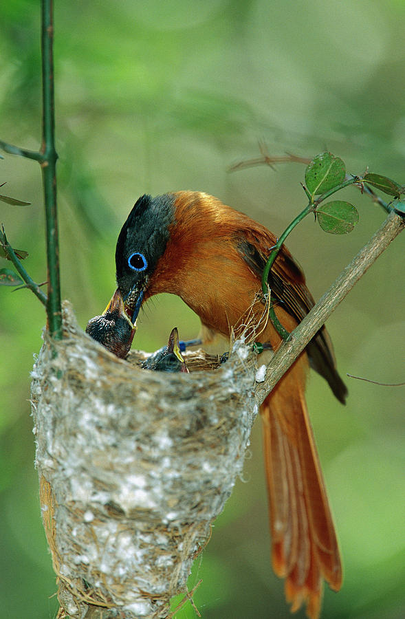 Madagascar Paradise Flycatcher #3 Photograph by Cyril Ruoso
