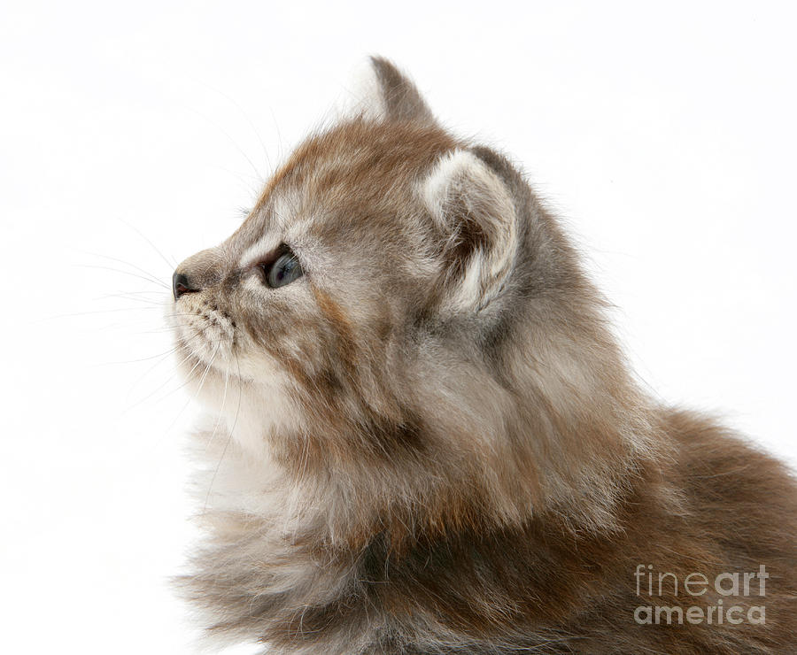 Animal Photograph - Maine Coon Kitten #3 by Mark Taylor