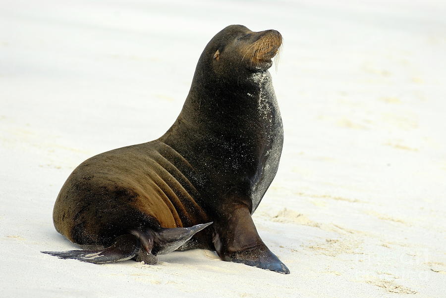 Male Galapagos Sea lion standing on beach Photograph by Sami Sarkis