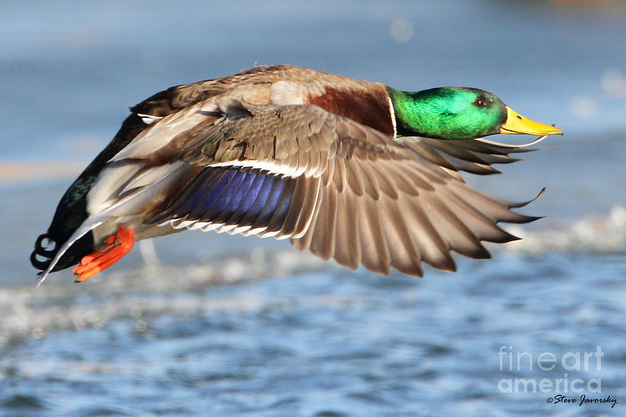 Male Mallard Duck in Flight #3 Photograph by Steve Javorsky