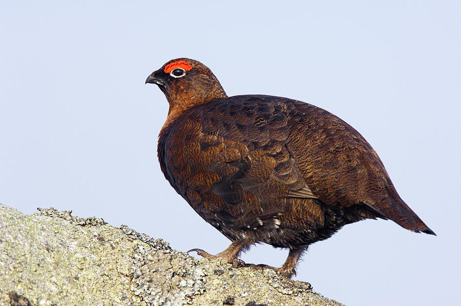 Spring Photograph - Male Red Grouse #3 by Duncan Shaw