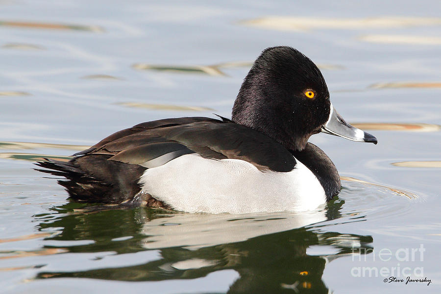 Male Ring Necked Duck #3 Photograph by Steve Javorsky