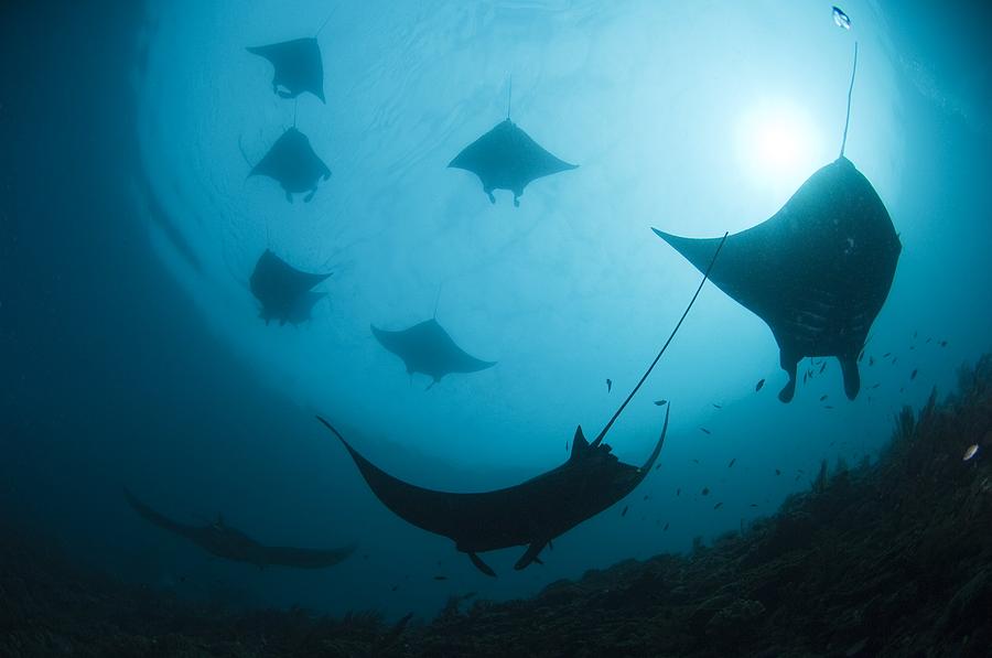 Manta Rays Photograph by Matthew Oldfield