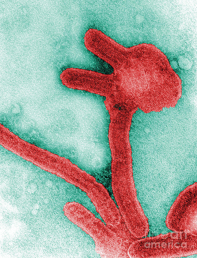 Marburg Virus, Tem #3 Photograph by Science Source
