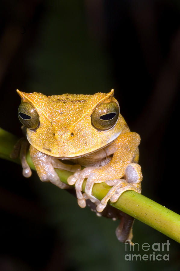 Nature Photograph - Marsupial Frog #3 by Dante Fenolio