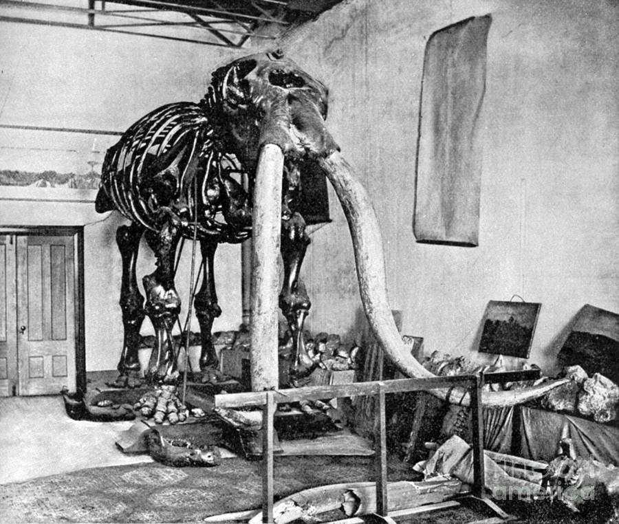Mastodon, Cenozoic Mammal #3 Photograph by Science Source