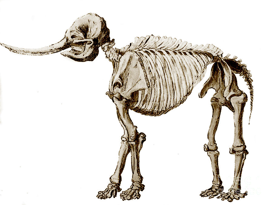 Mastodon Skeleton #3 Photograph by Science Source