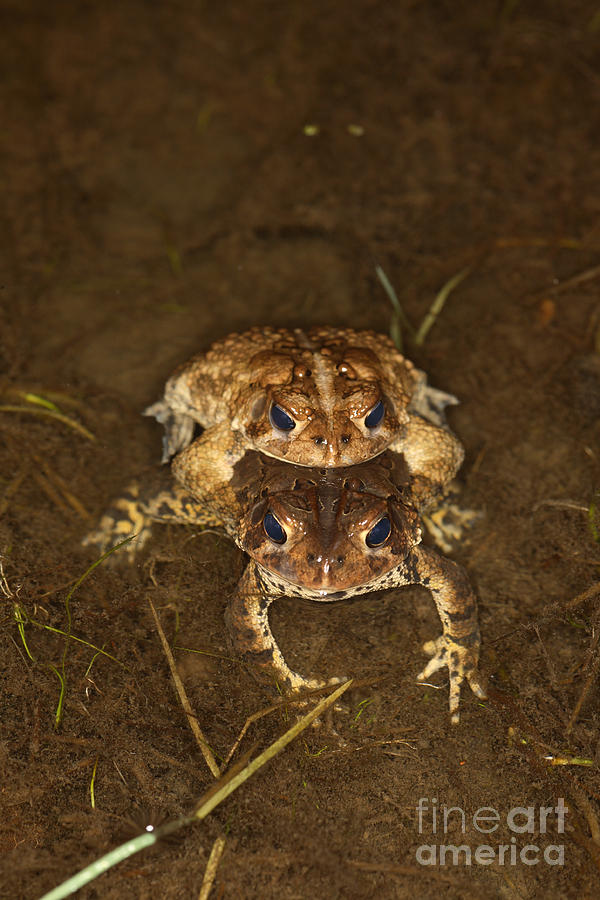 Mating Toads #3 Photograph by Ted Kinsman