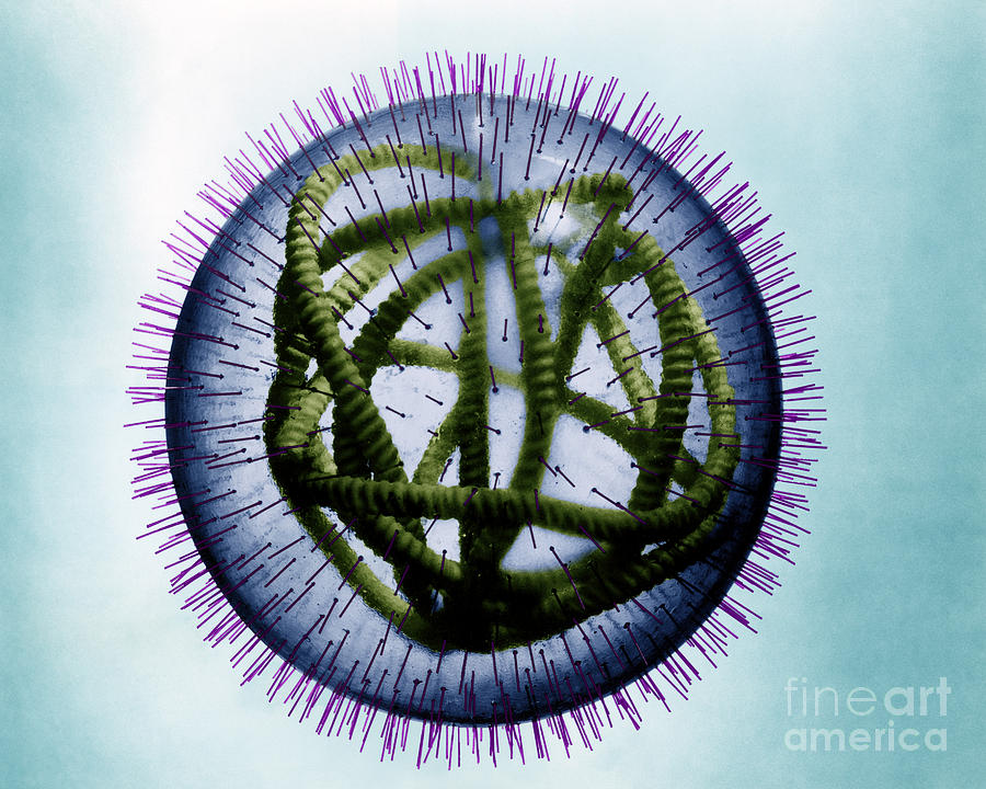 Measles Virus #3 Photograph by Omikron Measles Virus #3 Photograph by Omikron