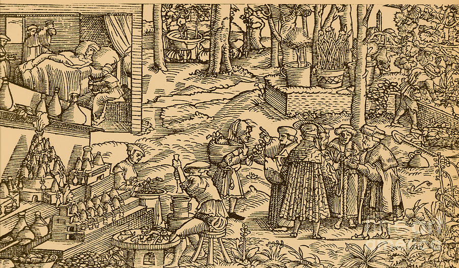 Medical Herb Cultivation, 16th Century #3 Photograph by Science Source