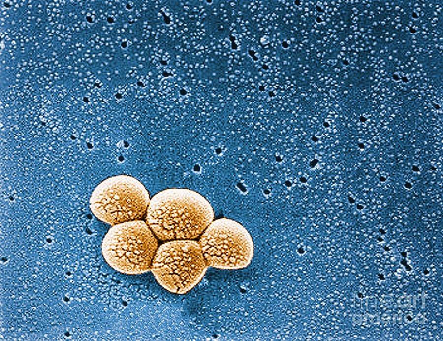Aureus Photograph - Methicillin-resistant Staphylococcus #3 by Science Source